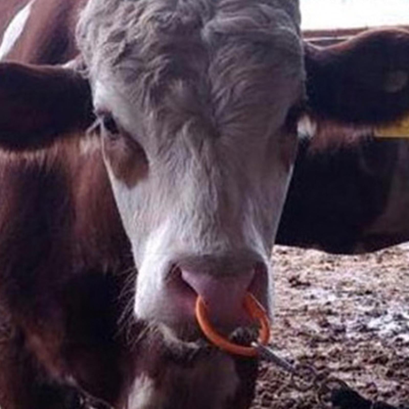 Big Bull Nose Pliers Bull Holder Long Bull Nose Pliers Cow Nose Pliers