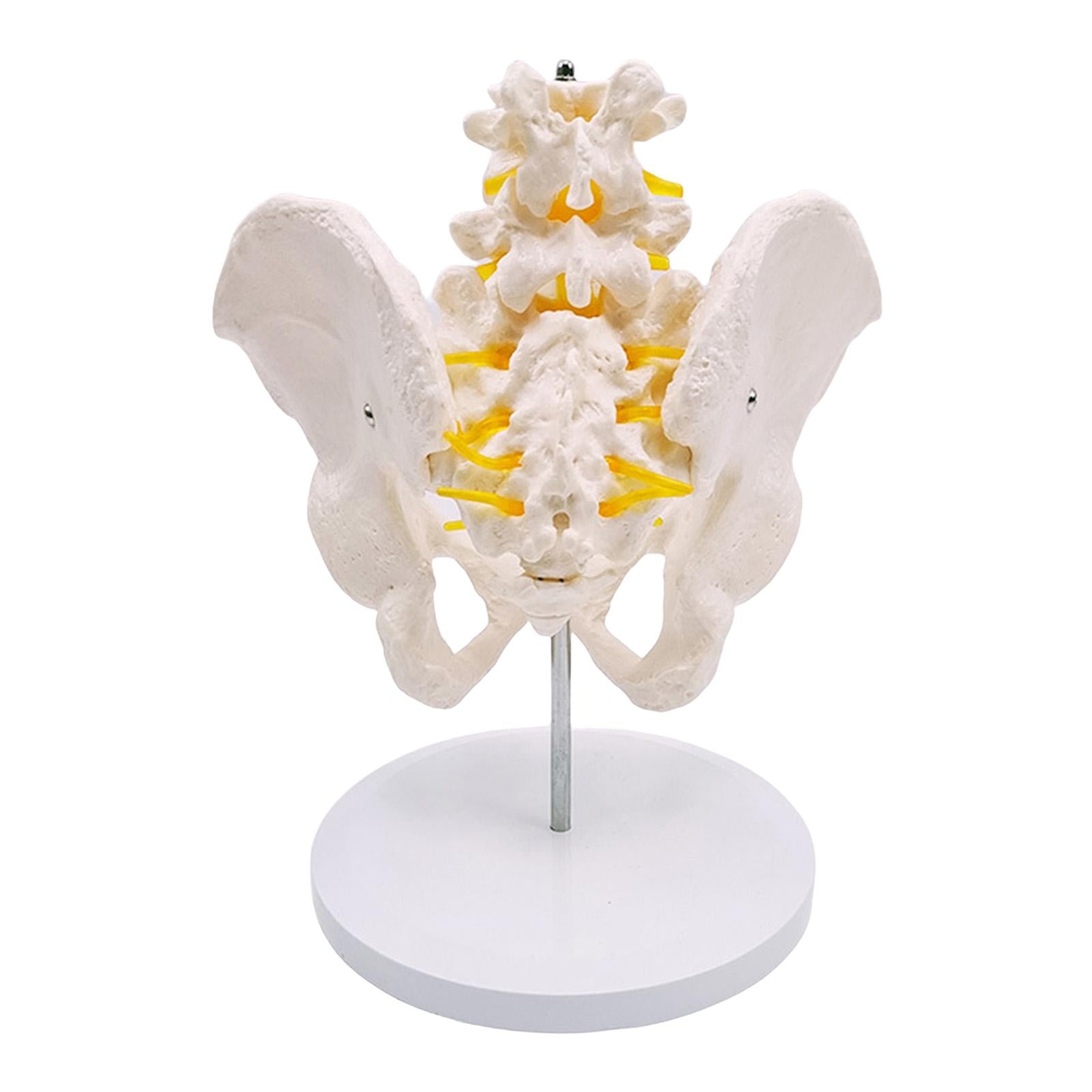 Human Lumbar Vertebrae Model  for Teaching Student Study