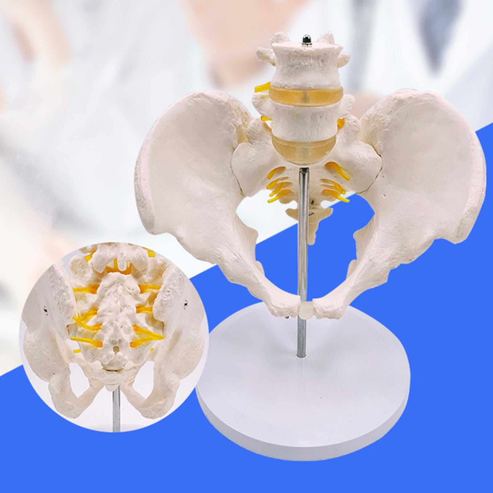 Human Lumbar Vertebrae Model  for Teaching Student Study