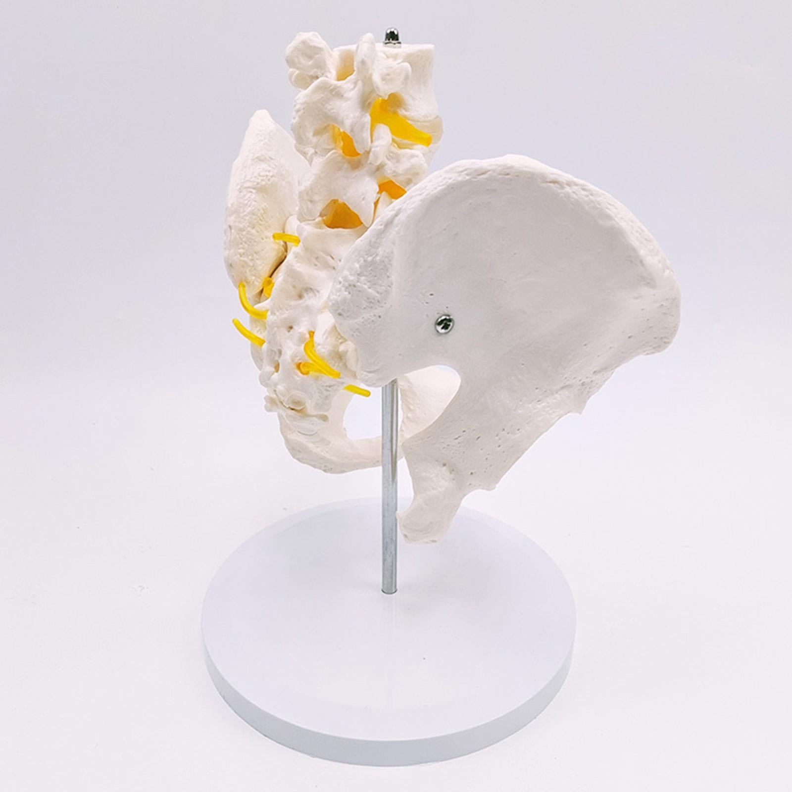Human Lumbar Vertebrae Model  for Teaching Student Study