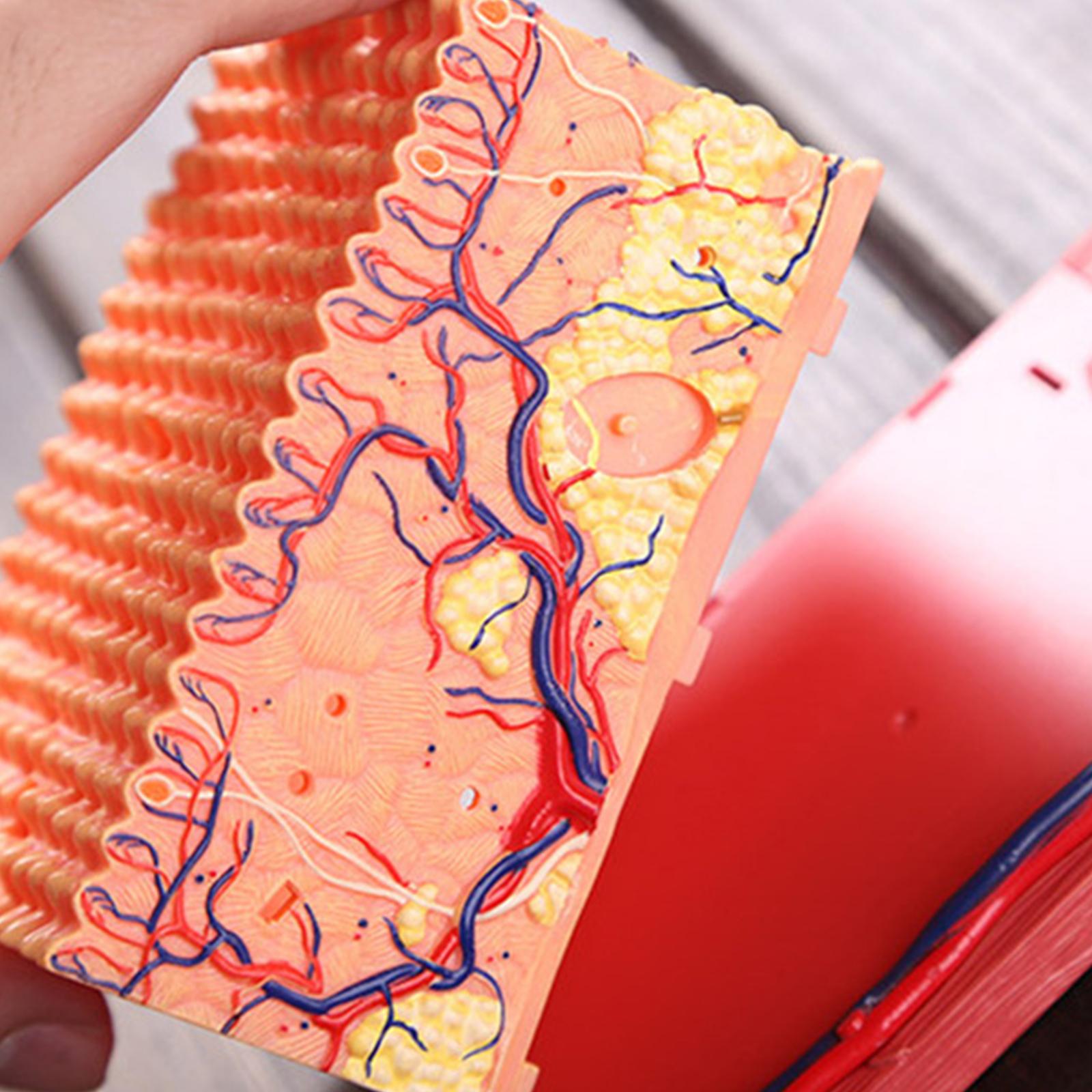 Skin And Hair 4D Puzzle Assembling Toy Human Body Organ Anatomical Model