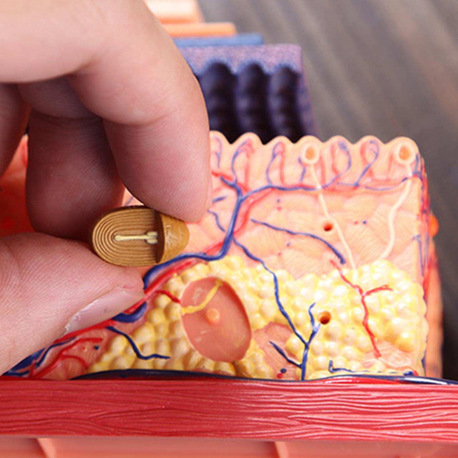 Skin And Hair 4D Puzzle Assembling Toy Human Body Organ Anatomical Model