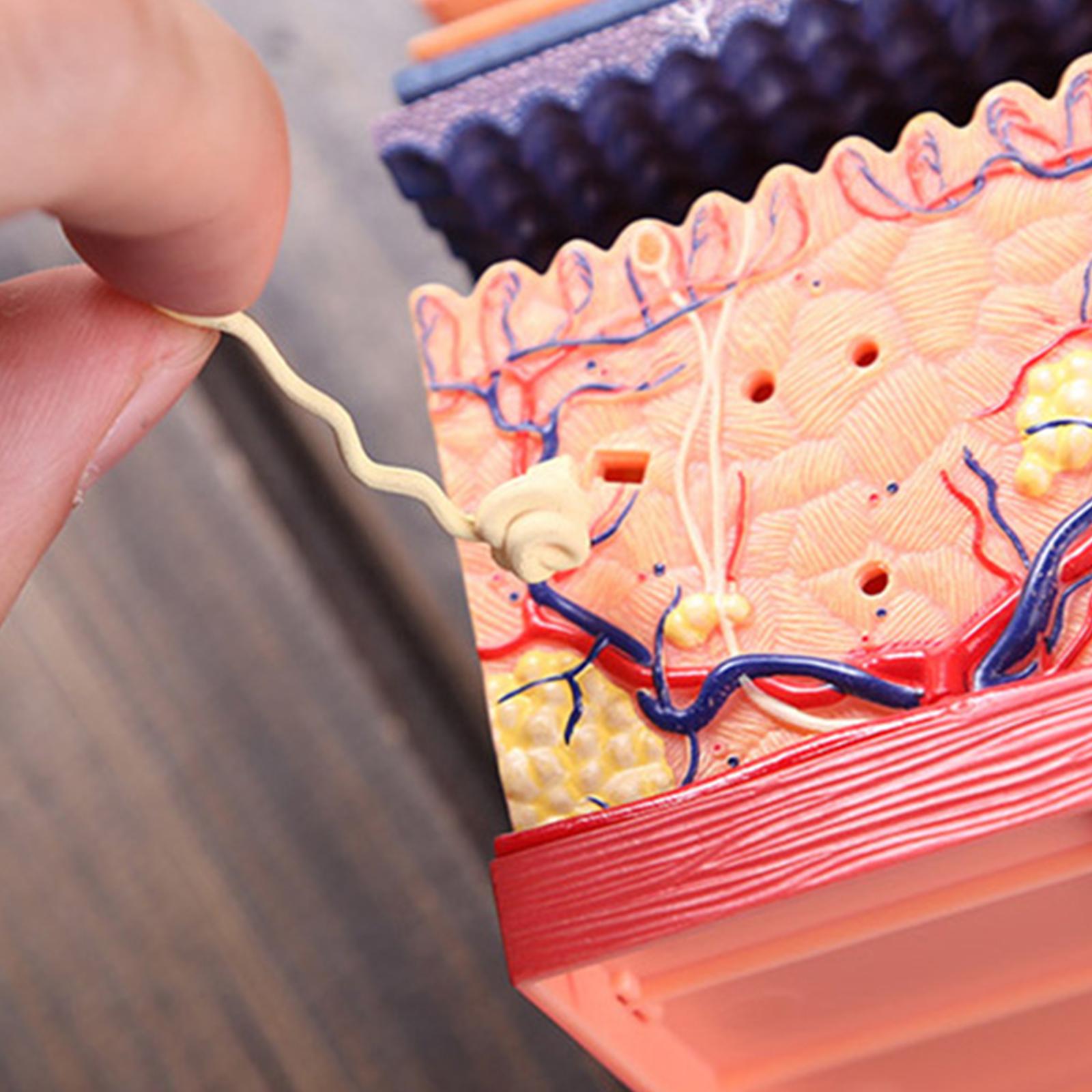 Skin And Hair 4D Puzzle Assembling Toy Human Body Organ Anatomical Model