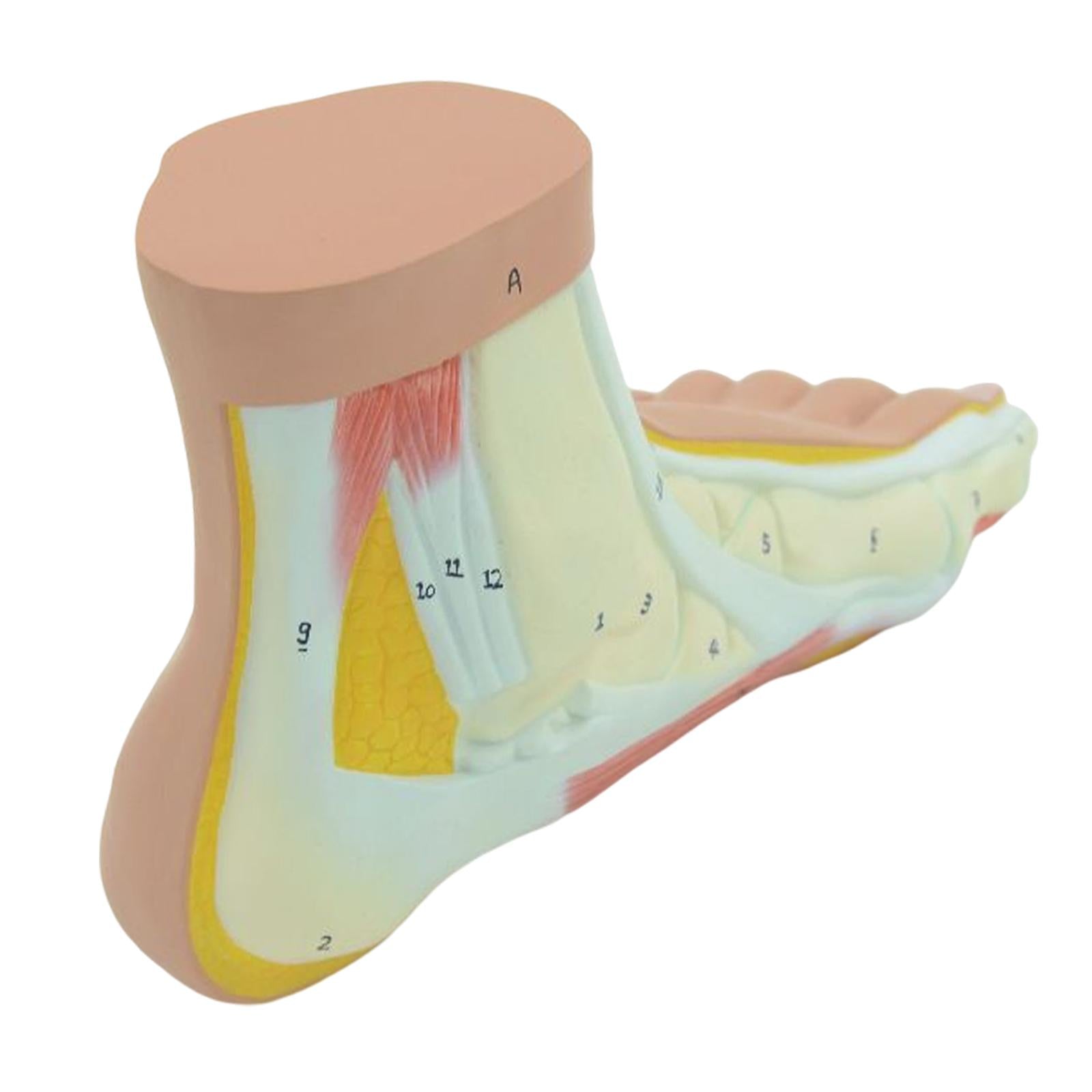 Human Foot Model with Ligament, Bones, Muscle Details for Educational Props