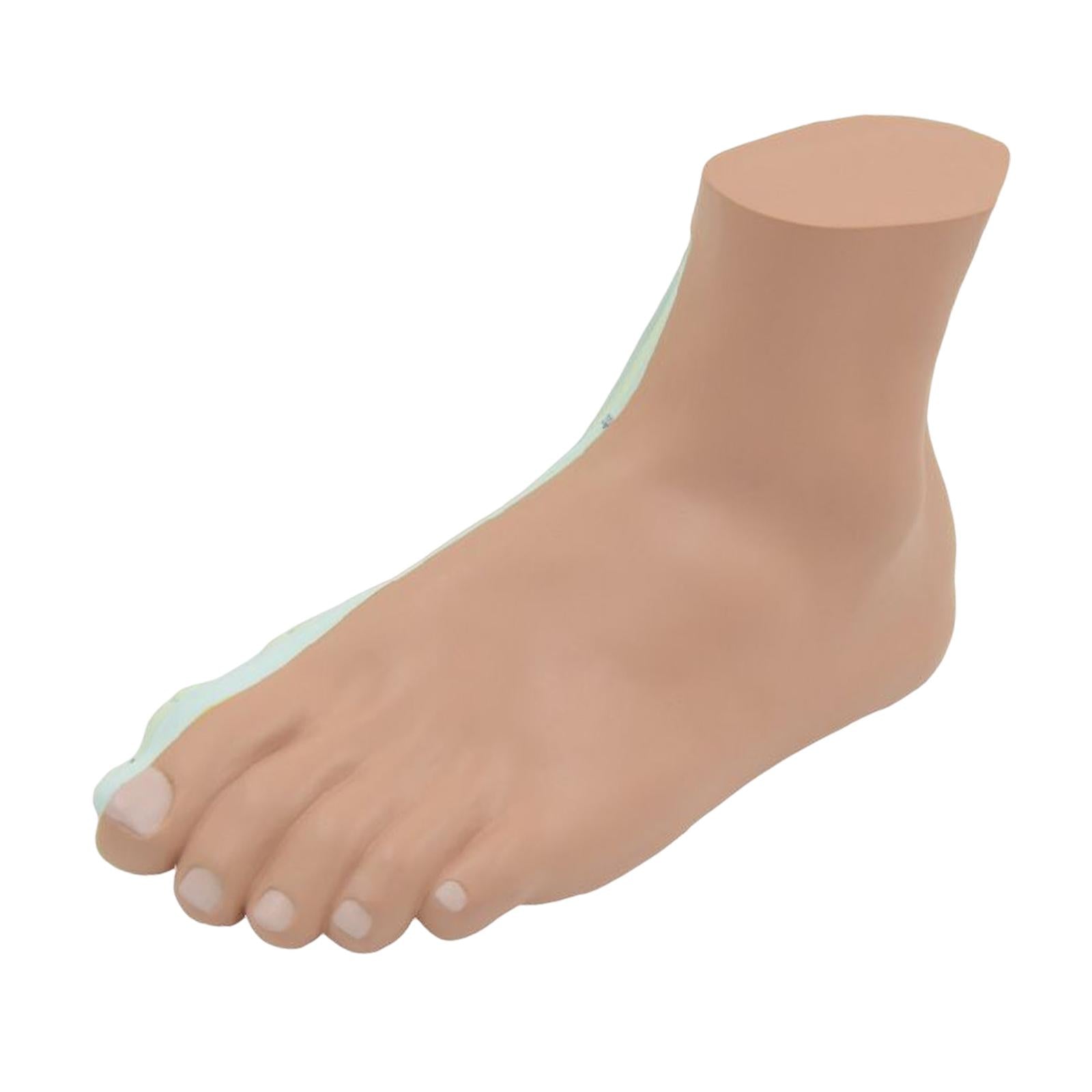 Human Foot Model with Ligament, Bones, Muscle Details for Educational Props