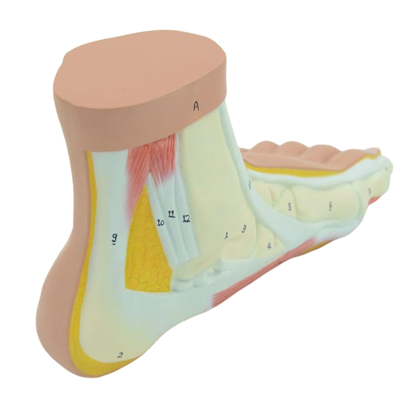 Human Foot Model with Ligament, Bones, Muscle Details for Educational Props