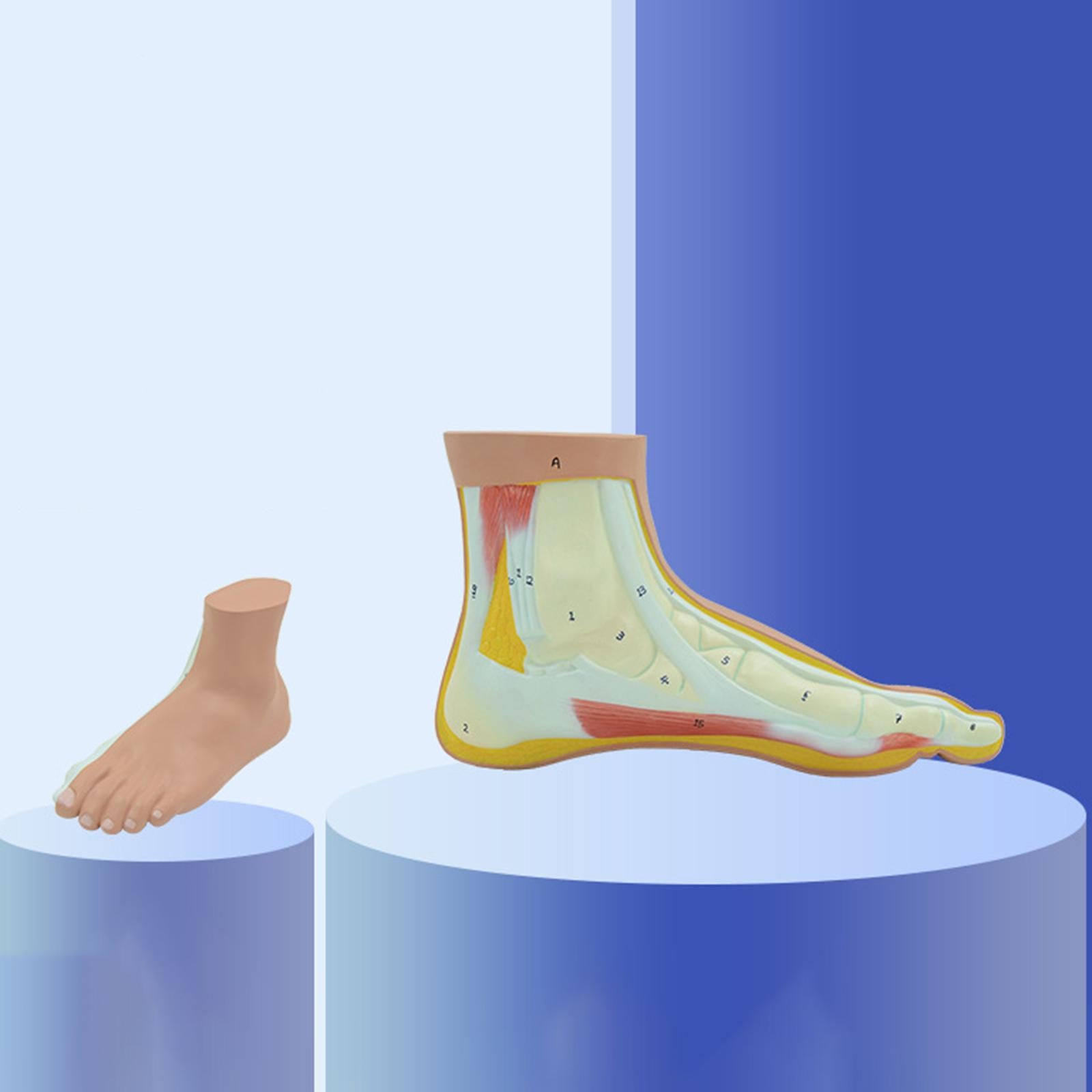 Human Foot Model with Ligament, Bones, Muscle Details for Educational Props