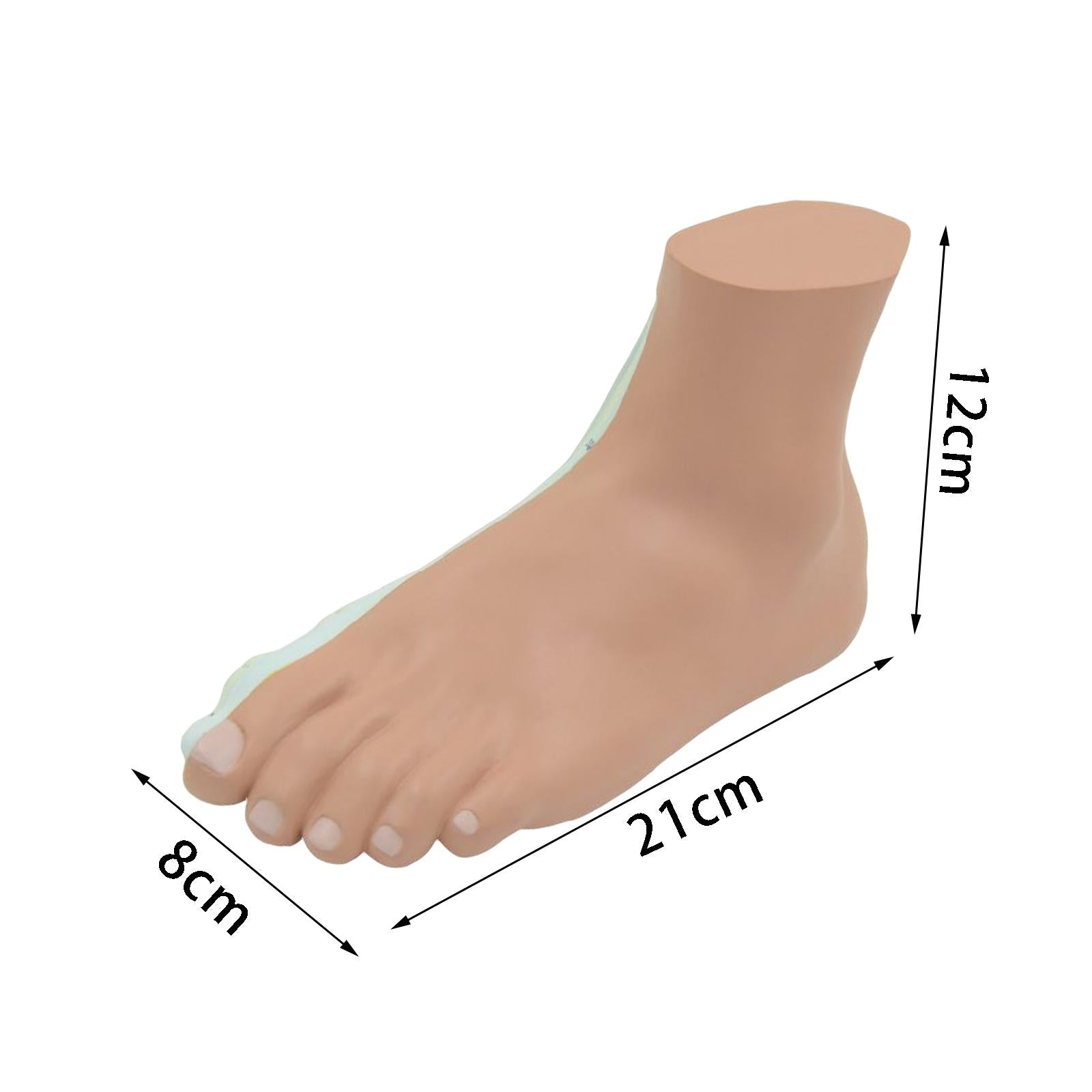 Human Foot Model with Ligament, Bones, Muscle Details for Educational Props