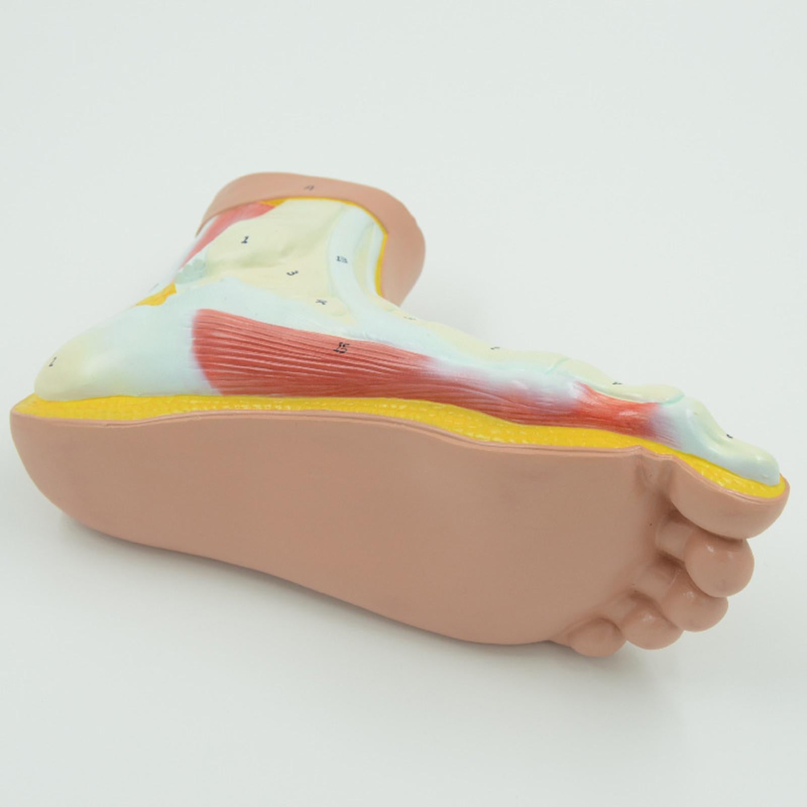Human Foot Model with Ligament, Bones, Muscle Details for Educational Props