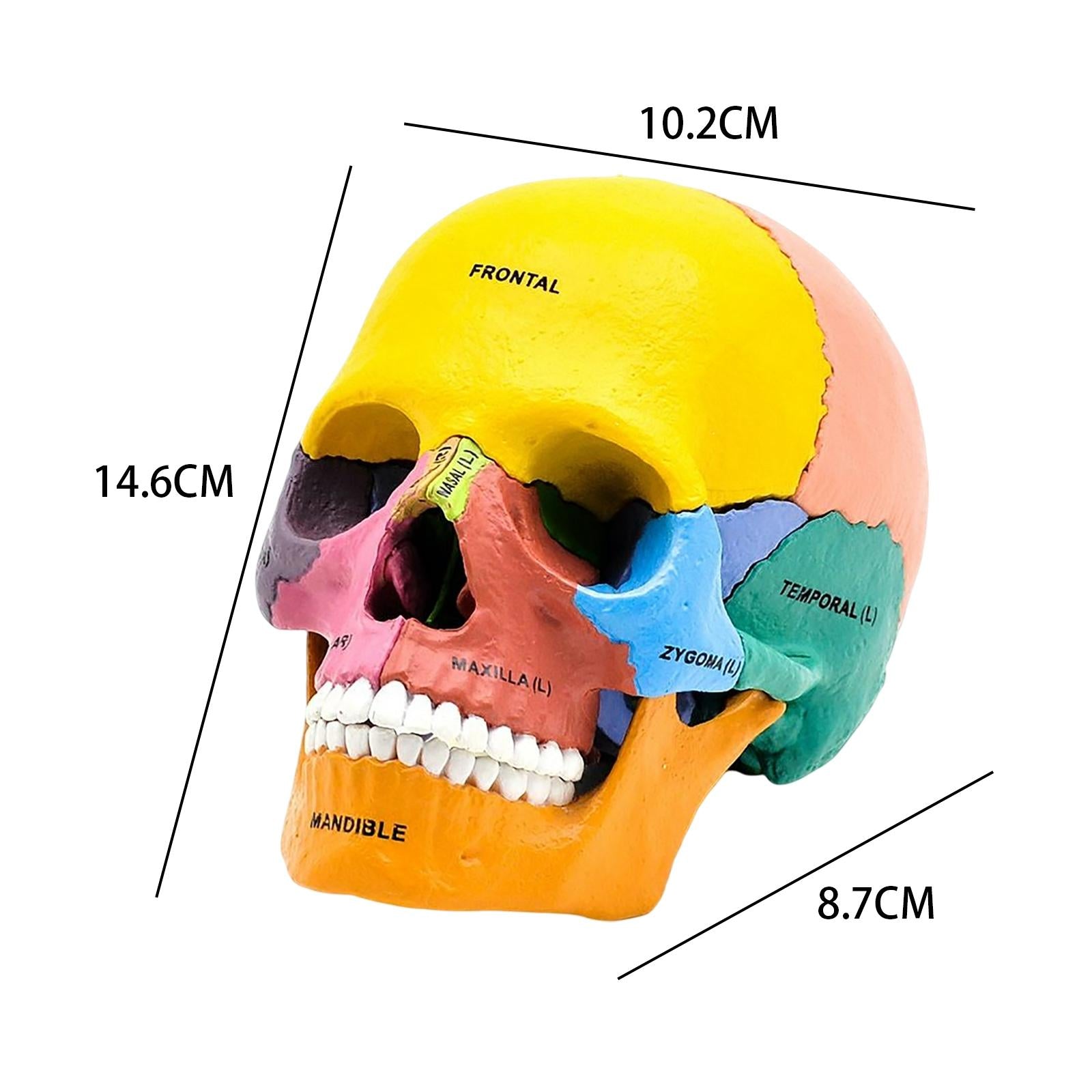 Human Skull Resin Model Anatomical Teaching Props