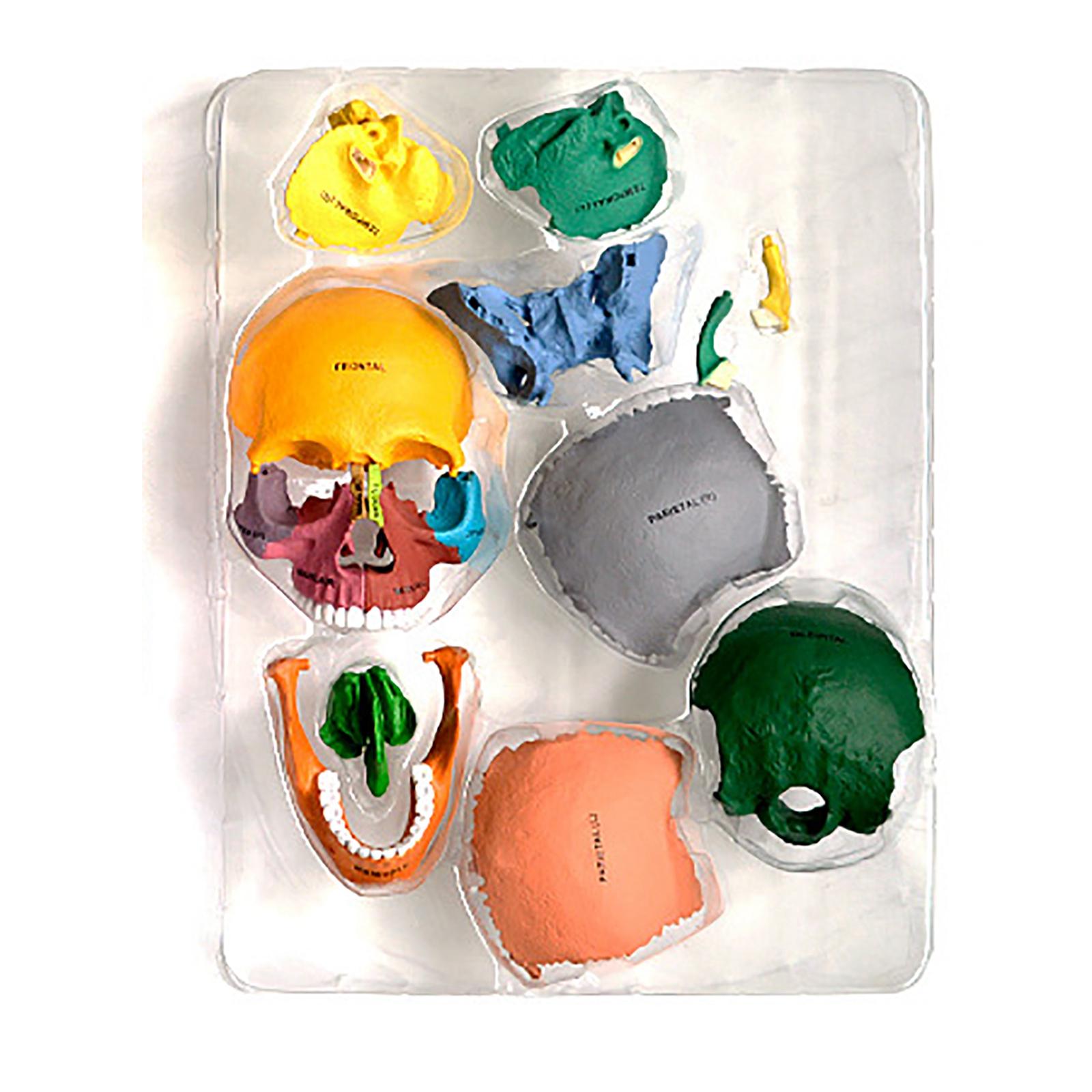Human Skull Resin Model Anatomical Teaching Props