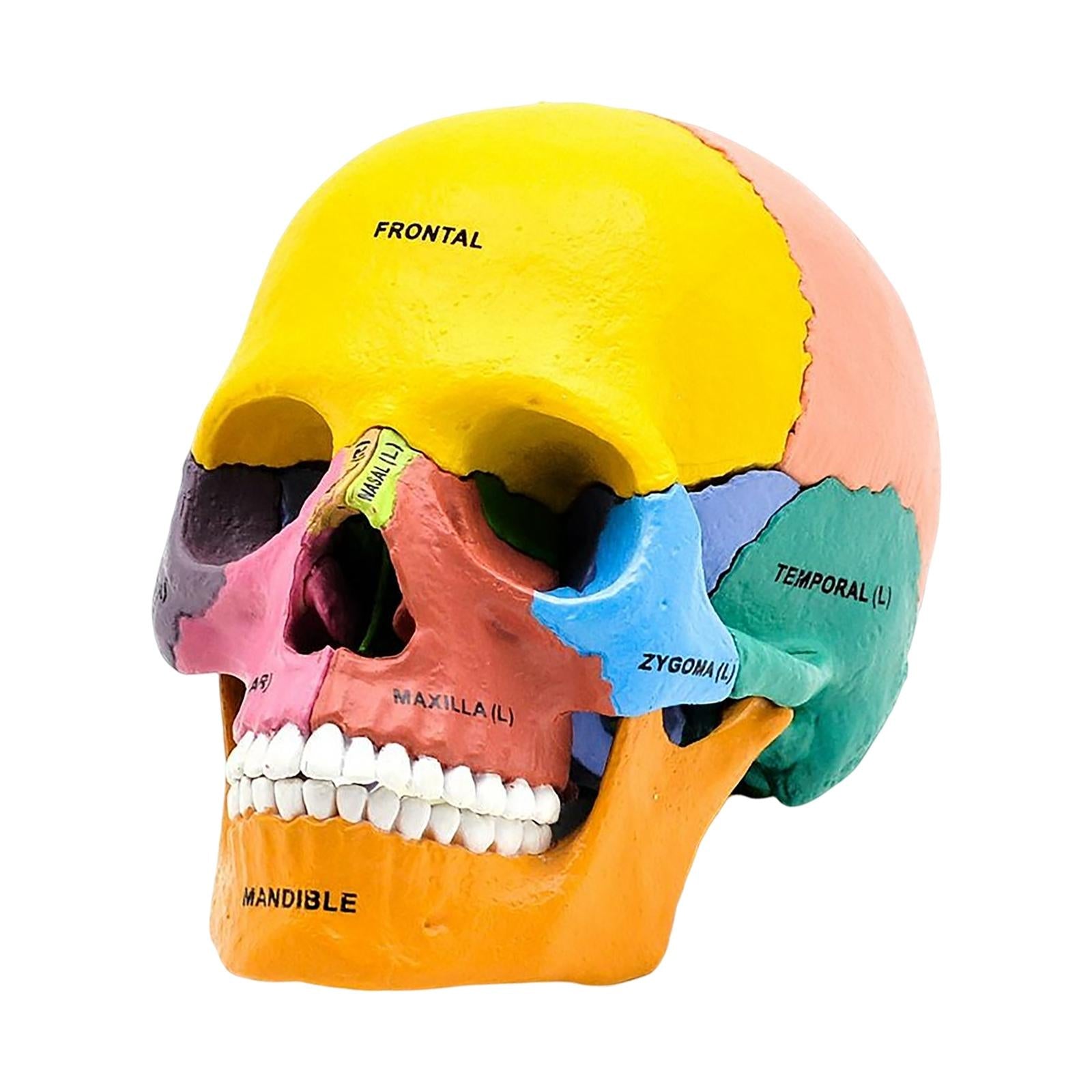 Human Skull Resin Model Anatomical Teaching Props