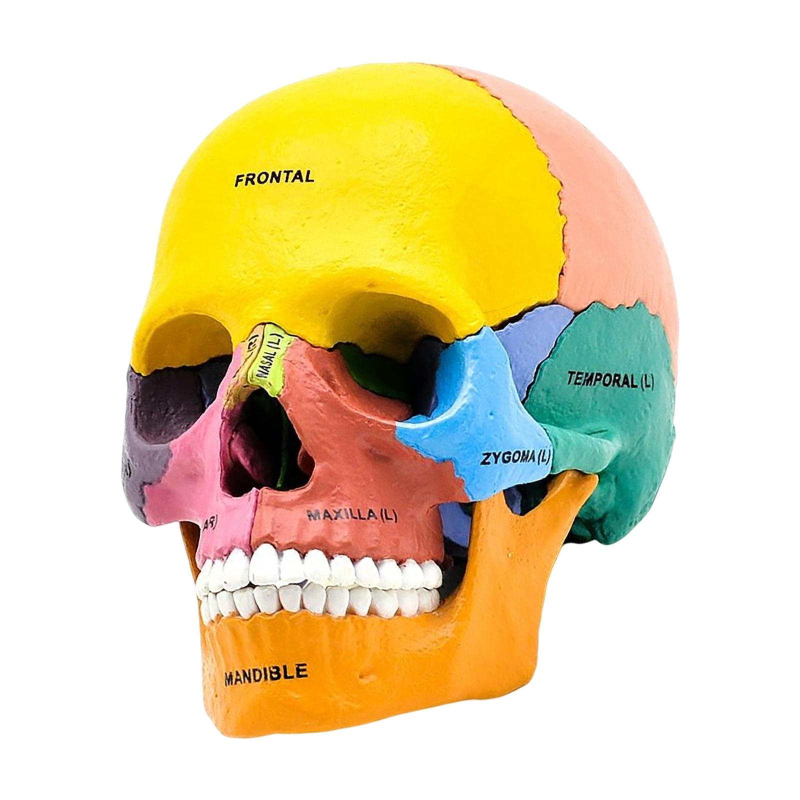Human Skull Resin Model Anatomical Teaching Props