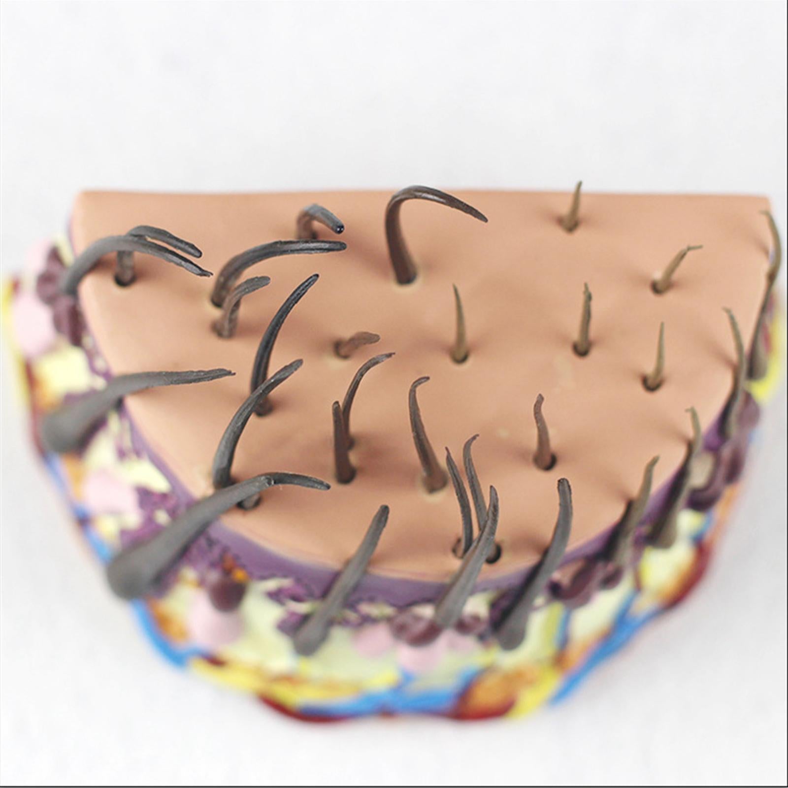 Hair Skin Model Human Body Organ Anatomical Model Teaching Model for Biology