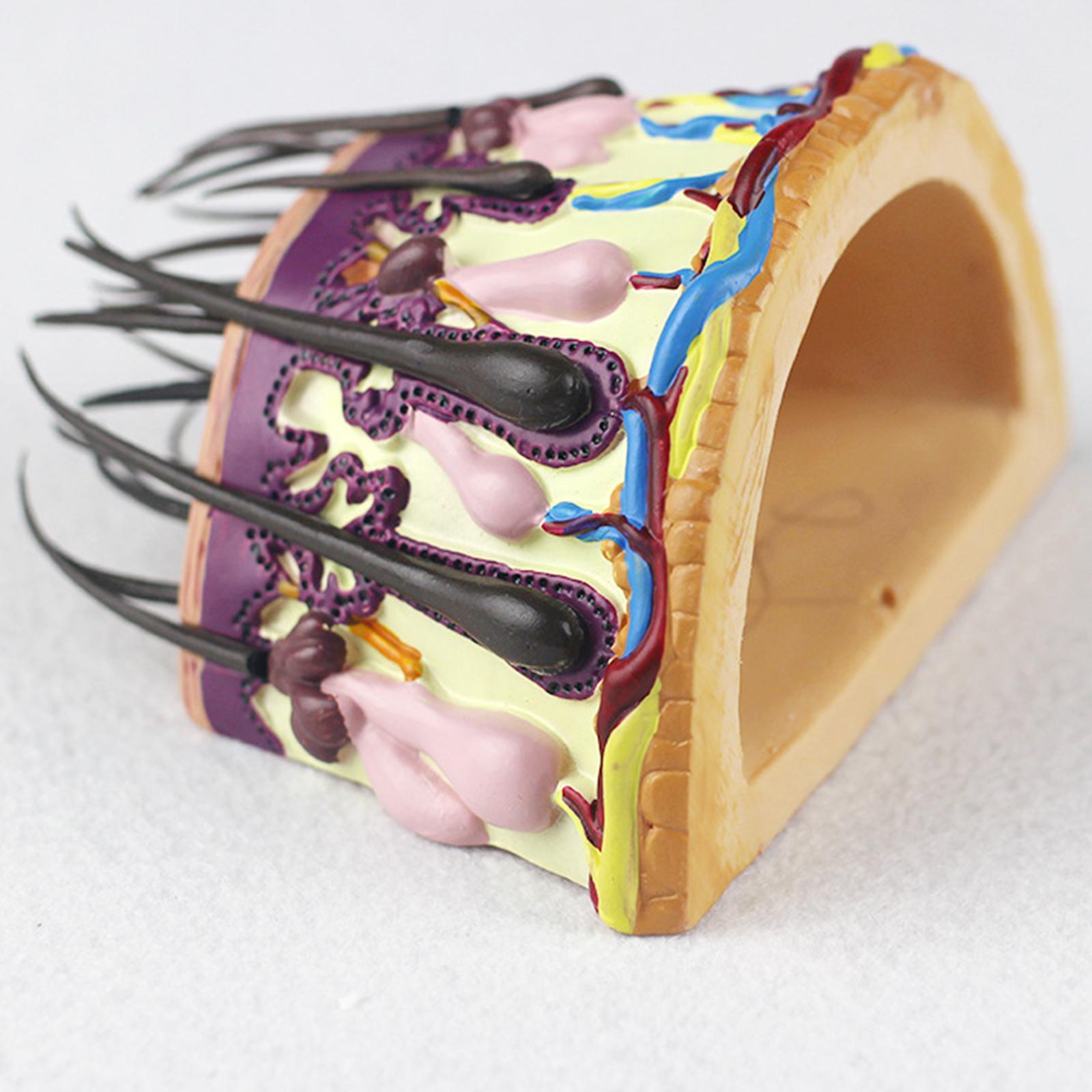 Hair Skin Model Human Body Organ Anatomical Model Teaching Model for Biology