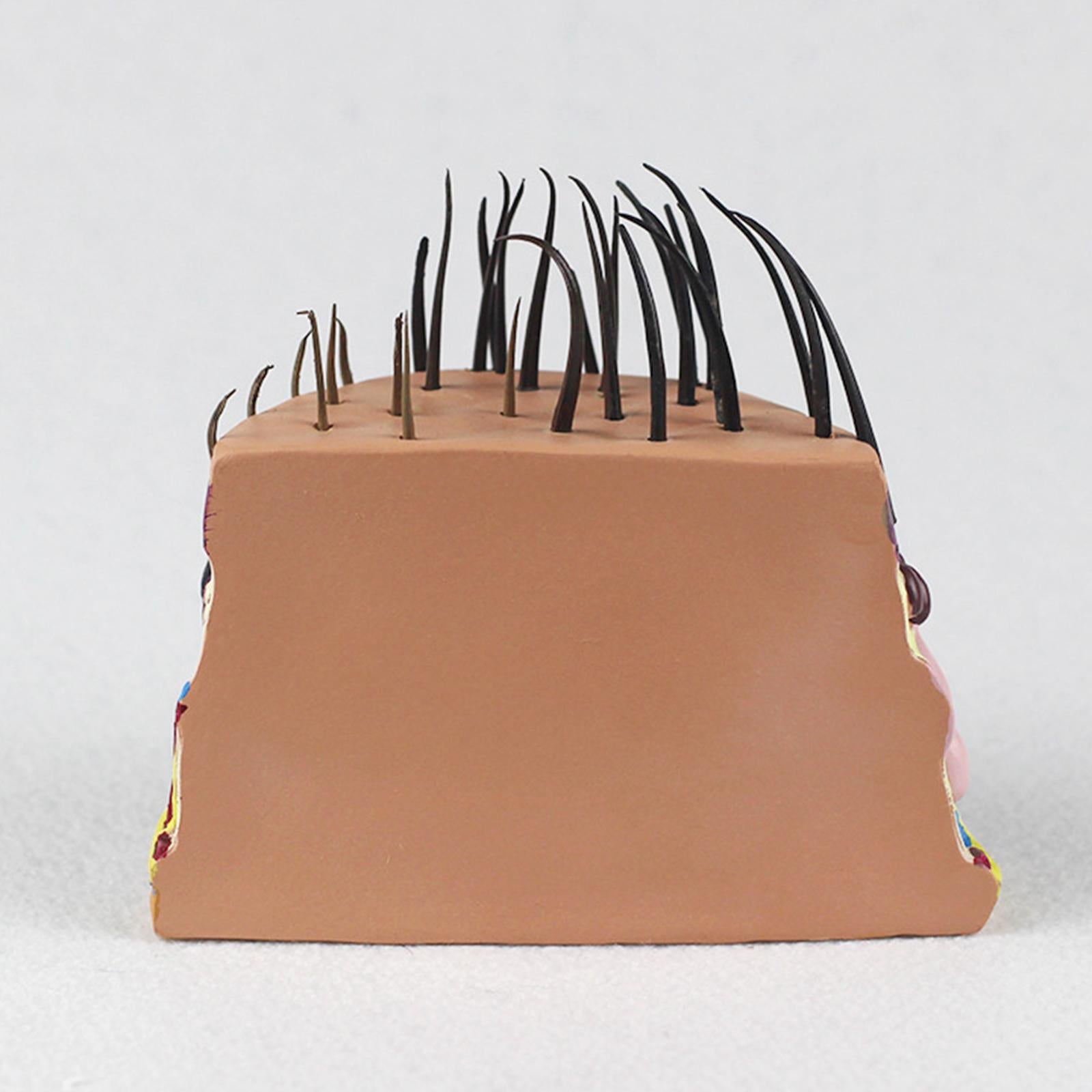 Hair Skin Model Human Body Organ Anatomical Model Teaching Model for Biology