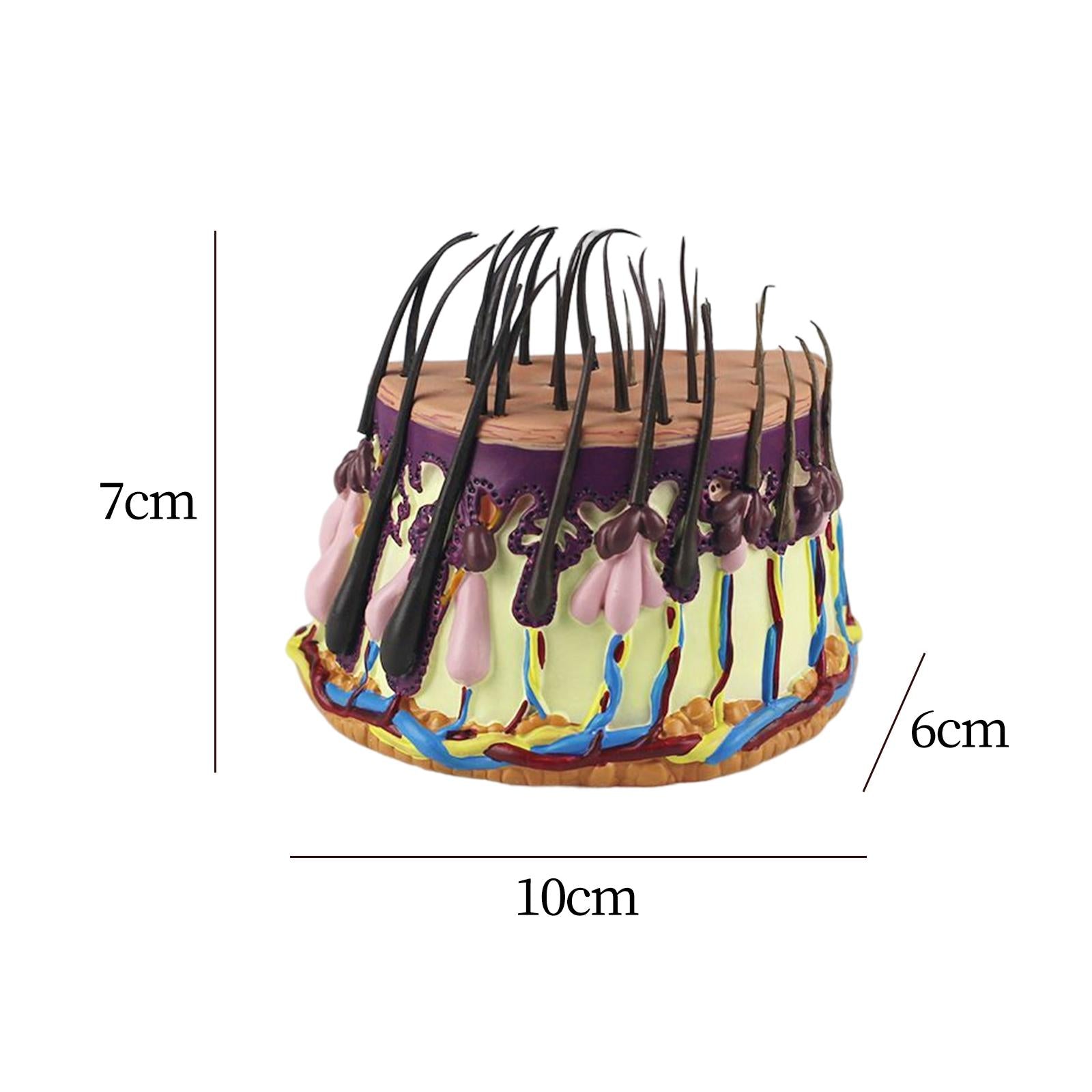 Hair Skin Model Human Body Organ Anatomical Model Teaching Model for Biology