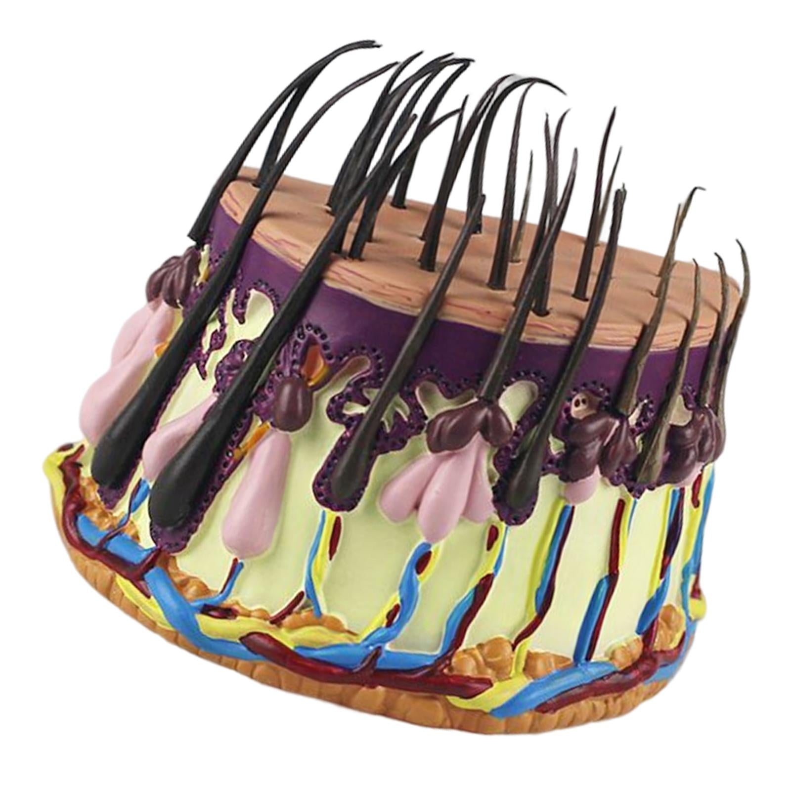 Hair Skin Model Human Body Organ Anatomical Model Teaching Model for Biology