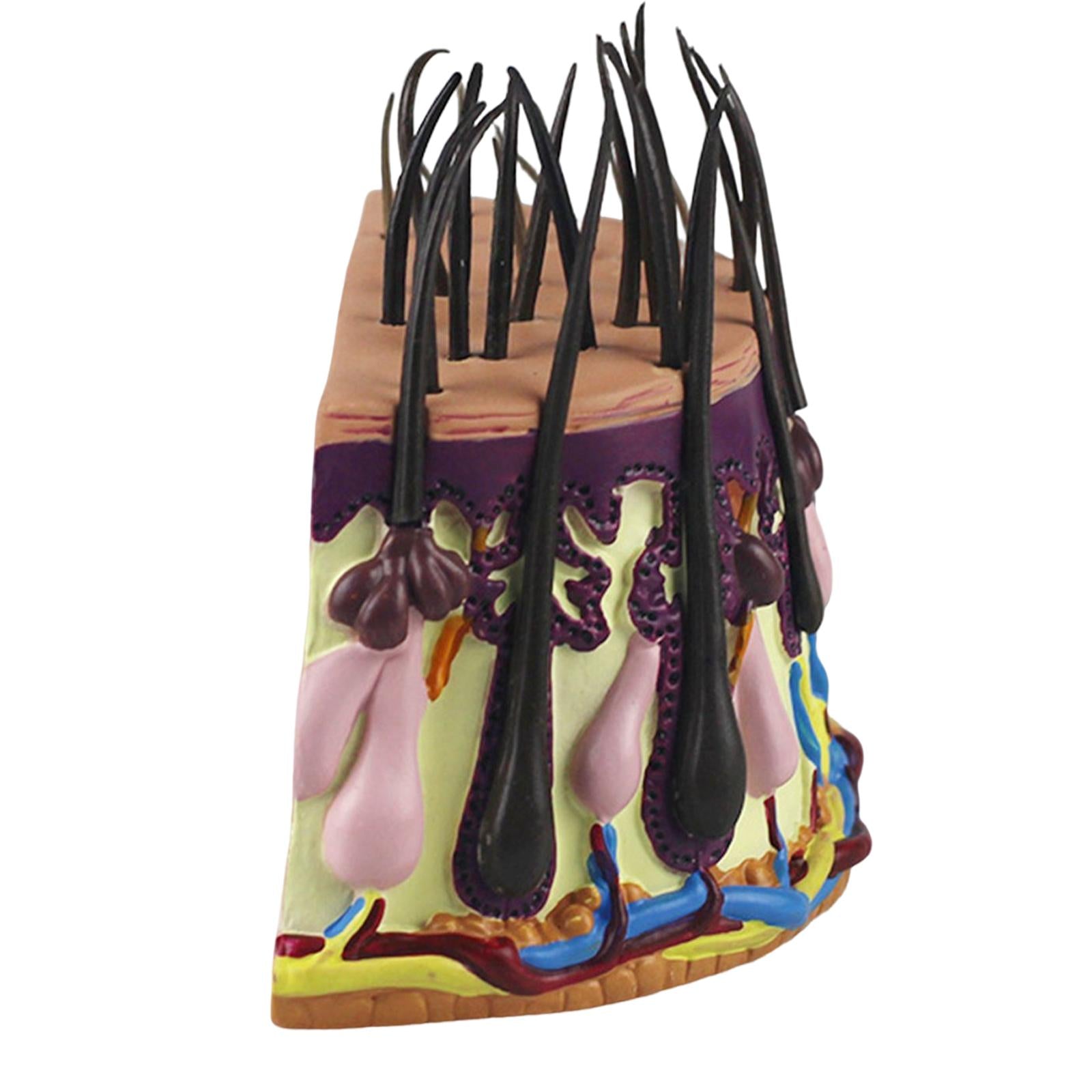 Hair Skin Model Human Body Organ Anatomical Model Teaching Model for Biology