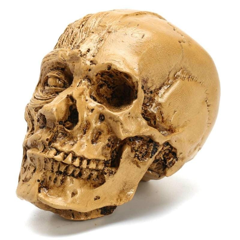 Art Sketch Resin Skull Model Human Musculoskeletal Home Decoration (As Show)