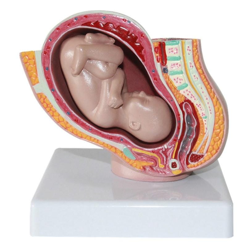 Detachable Female Pelvic Cavity with Full-term Fetal Uterine Embryo Model Teaching Supply (As Show)