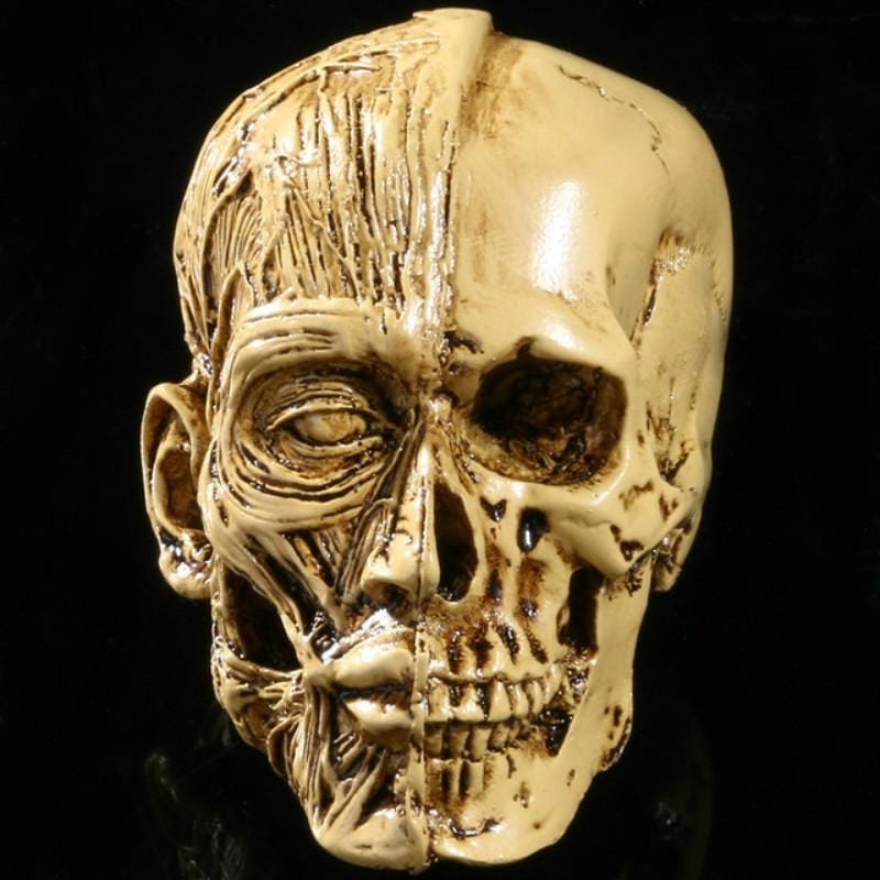 Art Sketch Resin Skull Model Human Musculoskeletal Home Decoration (As Show)